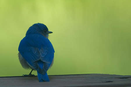 A blue bird resting on a wooden fence  Photogrraphed with a shallow depth of field to blur the background の写真素材