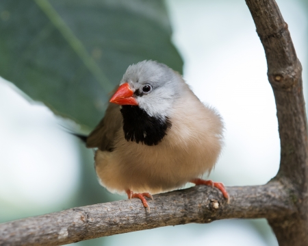 Closeup photo of a beautiful Shaft-Tail Finch bird with a black chest and orange feet and beak の写真素材