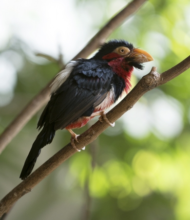 Closeup photo of a beautiful Colorful Exotic Bird, the Bearded Barbetの写真素材
