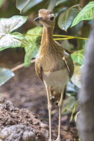 Photo of a beautiful Exotic Bird, the Double-Striped Thick-Knee  の写真素材