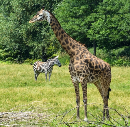 Photo of a Giraffe and a Zebra on a grass savanna  の写真素材