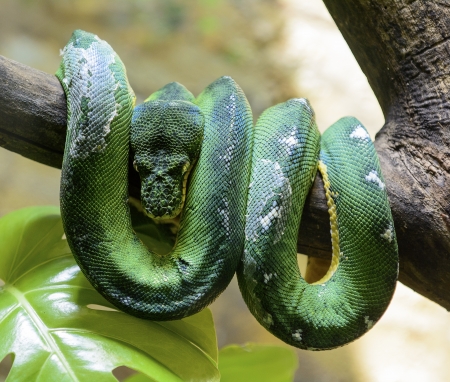 Photo of an Emerald Tree Boa coiled up over  a tree branch の写真素材
