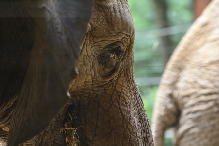Close up photo of an African Elephant の写真素材