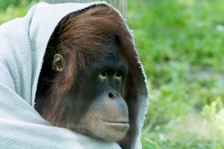 Closeup photo of a juvenile Orangutan with a blanket wraped around him  の写真素材