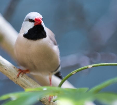 Closeup photo of a beautiful Shaft-Tail Finch bird with a black chest and orange feet and beak の写真素材