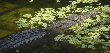 Photo of a 17 foot saltwater crocodile in a shallow pool of water の写真素材
