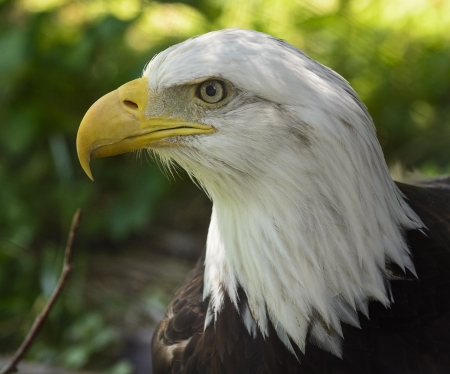 Closeup photo of a beautiful and proud American Bald Eagle  National bird of the United States of America の写真素材