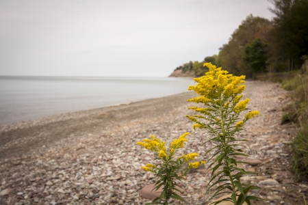 Blooming Goldenrod wildflowers on the rocky shore of Lake Ontario in New York  Focus is on the Goldenrod の写真素材