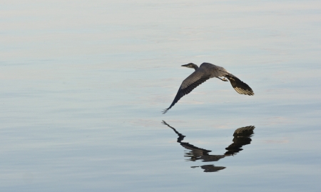 Photo of a Great Blue Heron as it flys low over a lake    の写真素材