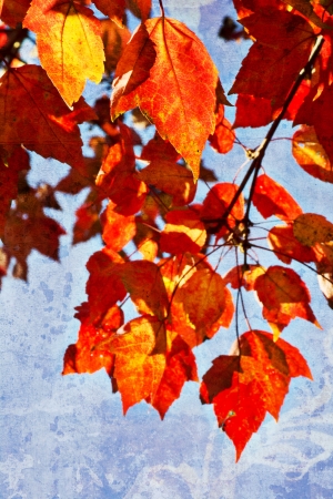 Beautiful photo of red and orange tree leaves against a blue grungy background の写真素材