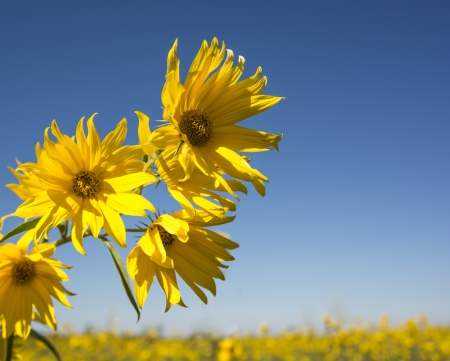 Photo of a field of Giant Sunflowers, Helianthus giganteus against a clear blue sky. Very tall wildflowers that can reach 7 foot tall. の写真素材
