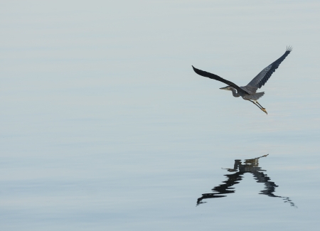 Photo of a Great Blue Heron as it flys low over a calm lake.   の写真素材