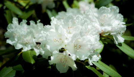 Beautiful photo of a blooming white Azalea flowers の写真素材