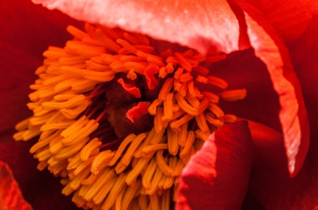 Beautiful photo of a blooming red poppy in a garden の写真素材