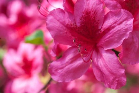 Beautiful photo of a blooming Pink Azalea flowers の写真素材