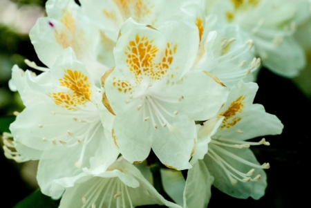 Beautiful photo of a blooming White Azalea flower with a pretty yellow pattern on the petals の写真素材