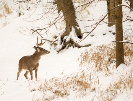 Photo of a beautiful white tailed deer buck in a snowy winter scene.の写真素材