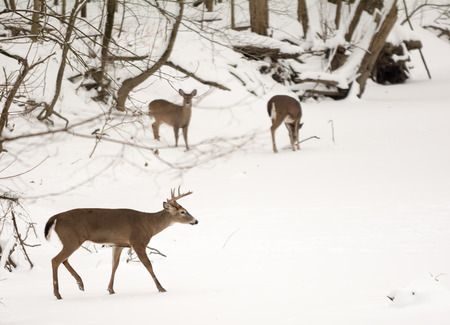 Photo of  beautiful white tailed deer in a snowy winter scene.の写真素材