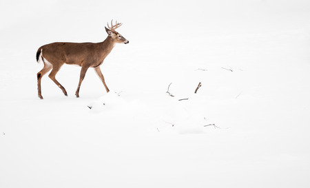 Photo of a beautiful white tailed deer buck in a snowy winter scene.の写真素材