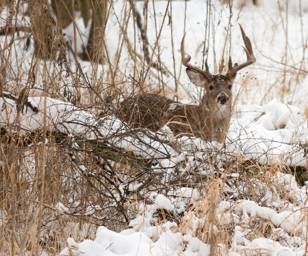 Photo of a beautiful white tailed deer buck in a snowy winter scene.の写真素材