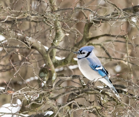 A closeup photo of a BlueJay bird in winter.の写真素材