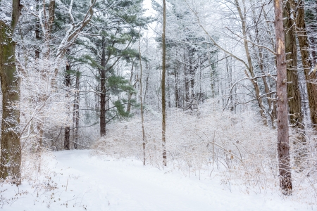 A snowy winter scene along a forest trail with a fresh coating of snow clinging to the tree branches. の写真素材