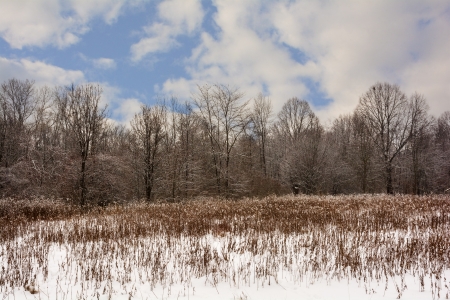 A snowy winter scene of  field with trtess behind it and a partly cloudy blue sky.の写真素材