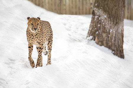 A Cheetah walking in a snow covered field  の写真素材