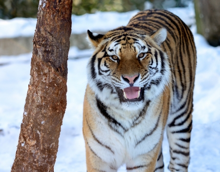 Closeup of a Siberian Tiger growling in winter with snow. Only about 350 to 450 of these beautiful animals are left in the wild. の写真素材