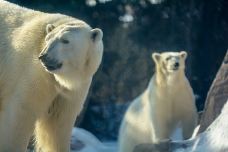 Photo of a mother Polar Bear with her cub in the background with snow in winter の写真素材