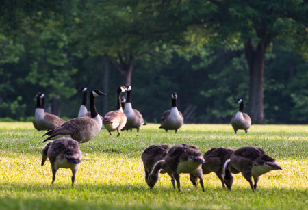 Photo of a Canadian Goose and it's young ones.   Taken on the Sceninc Maumee river in Northwest...