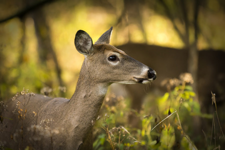 A white tailed deer doe standing alert in the woods that glow with autumn colors and morning sun の写真素材