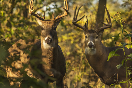 Two 10 point white tailed deer buck searching for food 