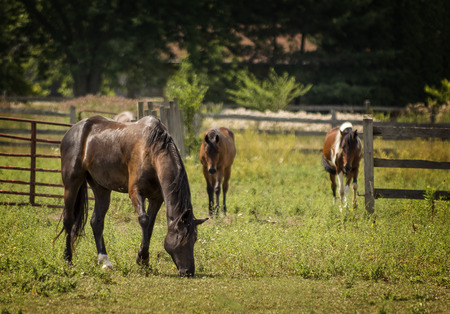 Photo of beautiful horses grazing in a country pasture の写真素材