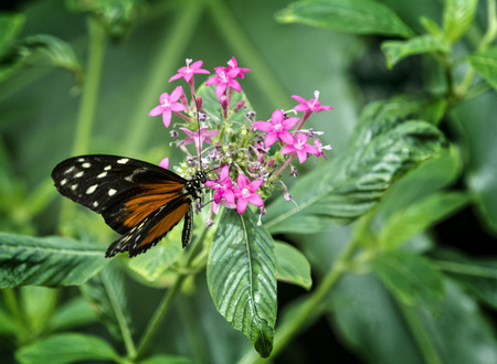 Close up photo of a pretty orange, white and black butterfly collecting nectar from a pink flower in...
