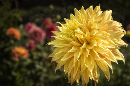 Close up photo of a colorful yellow Dahlia flower in full bloom.の写真素材