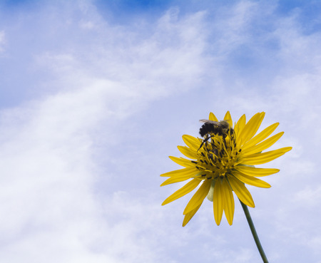 Close up of a bee collecting pollen from a yellow daisy like flower with a cloudy blue sky for a background.の写真素材