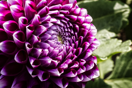 Close up photo of a colorful Dahlia flower in full bloom.の写真素材