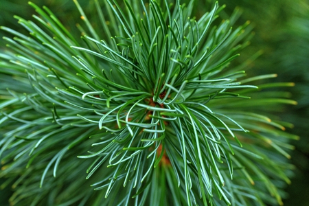 Closeup look at pine needles on a pine tree.