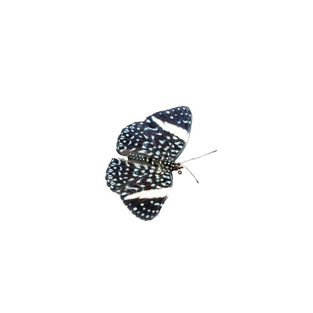 Photo of a black white and blue butterfly isolated on a white background.の写真素材