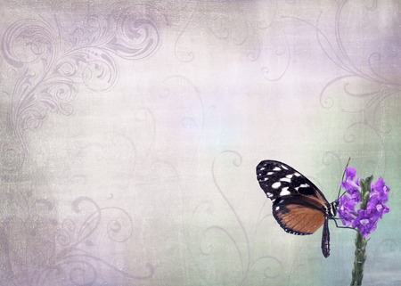 Isolated photo of a pretty orange and black butterfly resting on a flower n a garden and placed on a pastel vintage look background with decorative swirls.の写真素材