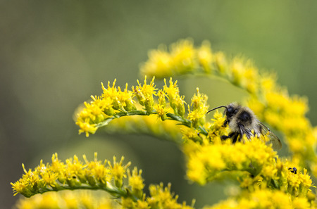 Closeup of a bee colecting pollen from a goldenrod flower.の写真素材