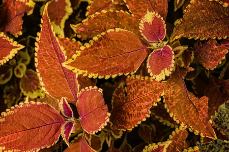 Close look at the intricate leaves of a colorful Coleus plant. This variety has bright mostly redish  leaves with yellow edges.の写真素材