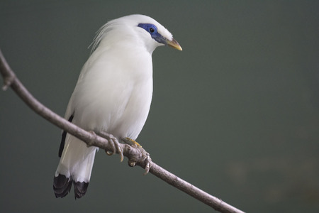This Critically Endangered species is the national symbol of the Island of Bali. This beautiful bird has been discovered in 1912. The Bali myna (Leucopsar rothschildi), also known as Rothschildの写真素材
