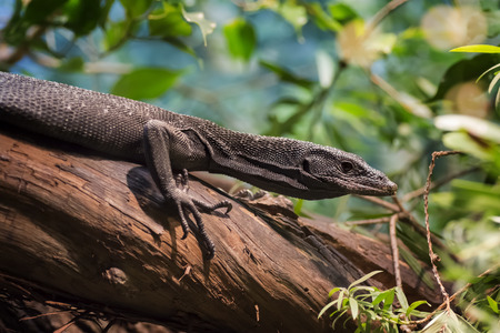 Close up of a black tree monitor. Black tree monitors live in moist forests and mangroves on Aru Island, Papua New Guinea. The black tree monitor grows to be 3 to 4 feet long.の写真素材