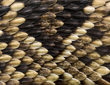 Close up of the scales making up a snake skin.の写真素材