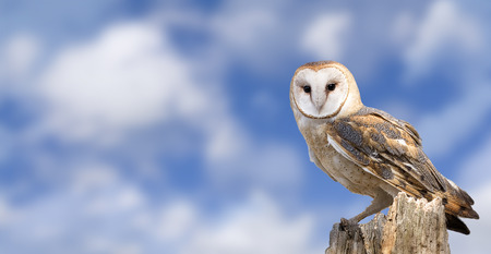 A barn owl perched on a dead tree stump with a beautiful cloudy blue sky background.の写真素材