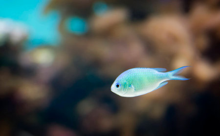 A colorful tropical fish.の写真素材