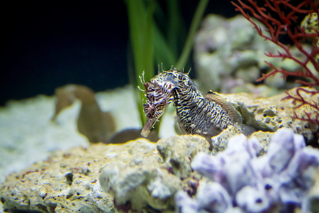 Photo of a well camouflage Seahorse.の写真素材