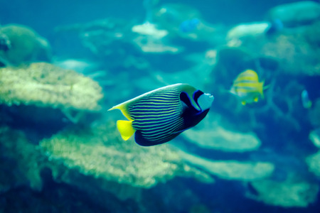 A colorful Emperor Angelfish tropical fish.の写真素材